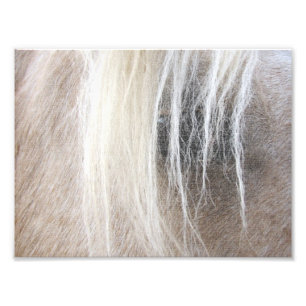 Palomino Photo Print