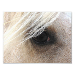 Palomino Photo Print