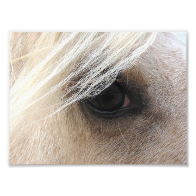 Palomino Photo Print (Front)
