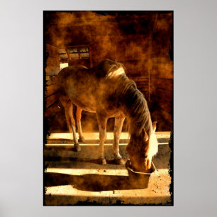 Palomino Pinto Horse Feeding in Barn Poster
