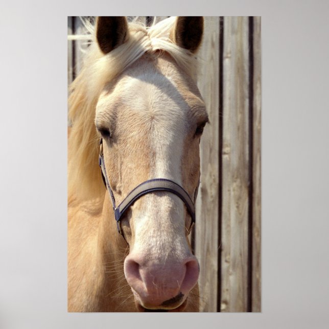Palomino Pony Poster Print (Front)