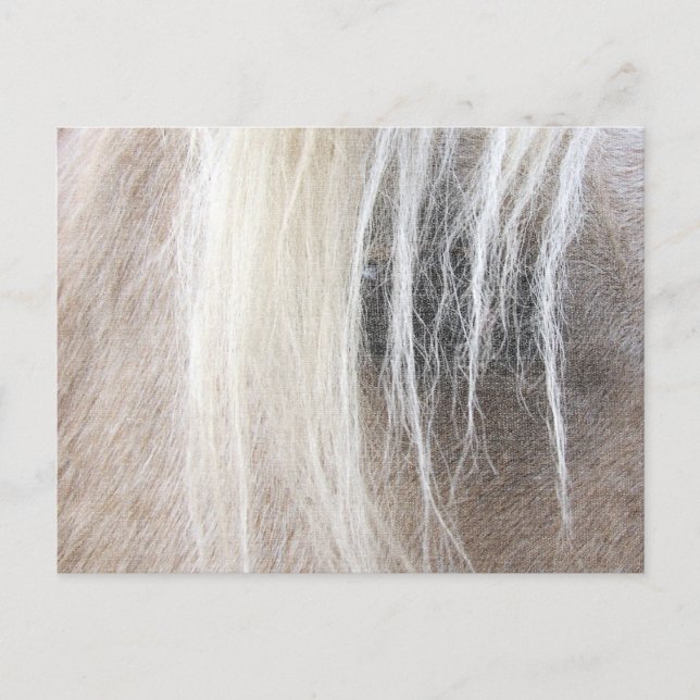 Palomino Postcard (Front)