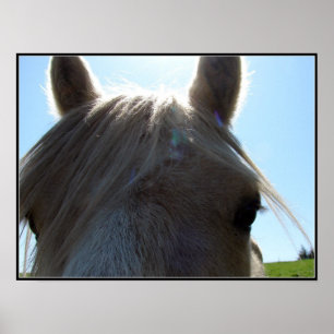 Palomino Poster