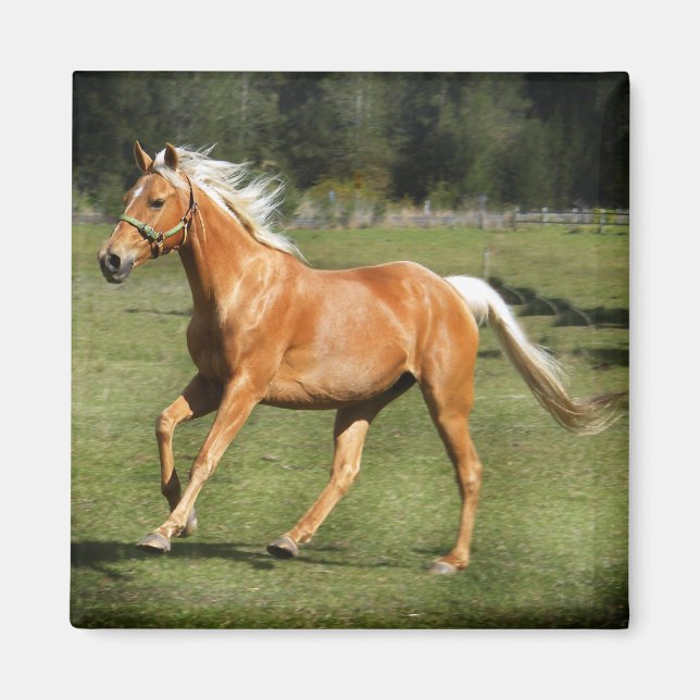 palomino power magnet (Front)