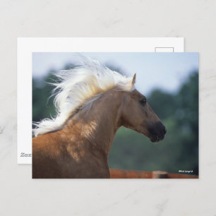 Palomino Rocky Mountain Horse Headshot Postcard