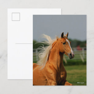 Palomino Tennesee Walking Horse Stallion Postcard