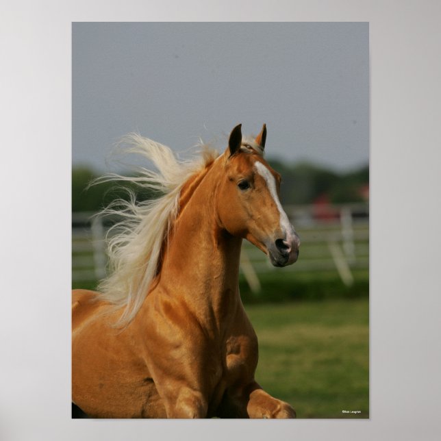Palomino Tennesee Walking Horse Stallion Poster (Front)