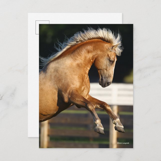 Palomino Tennessee Walker Stallion Rearing Postcard (Front/Back)