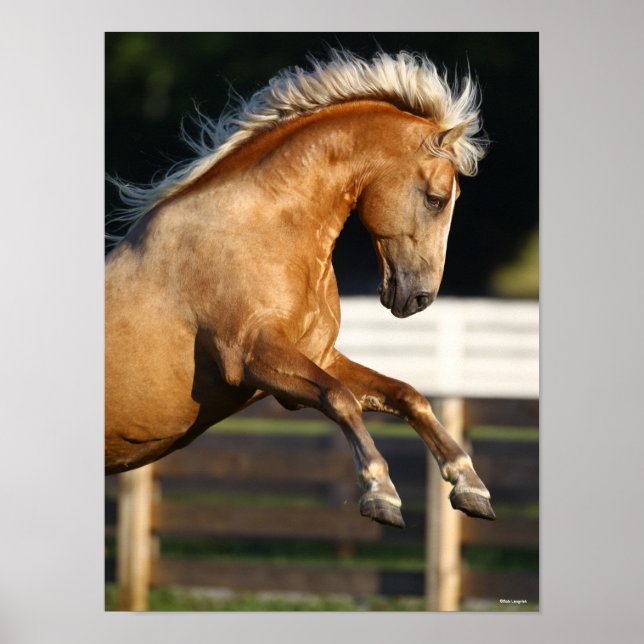 Palomino Tennessee Walker Stallion Rearing Poster (Front)