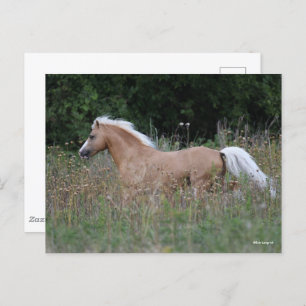 Palomino Welsh Pony Running In Long Grass Postcard