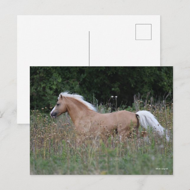 Palomino Welsh Pony Running In Long Grass Postcard (Front/Back)