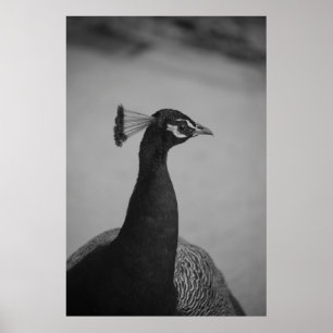 Palos Verdes Peacock Poster