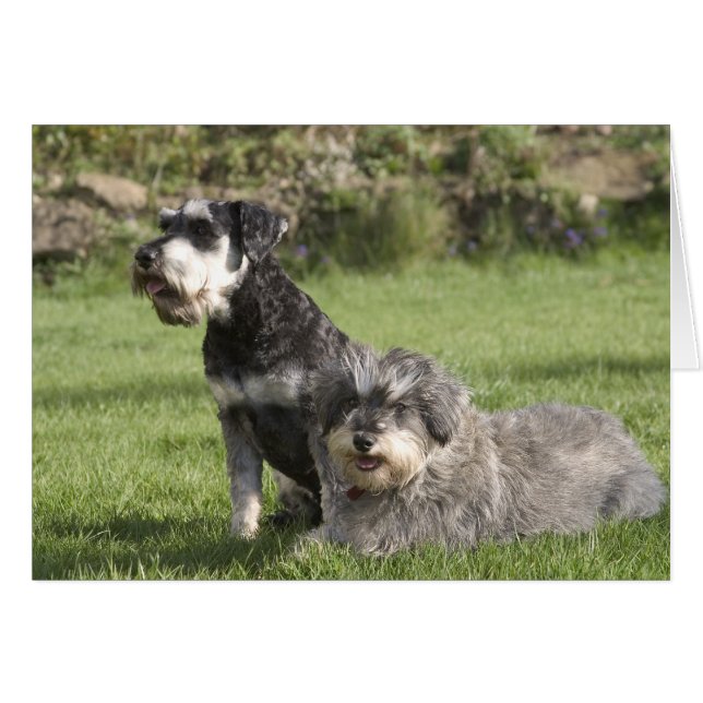 pals (Front Horizontal)