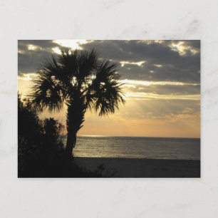 Pam Tree Postcards