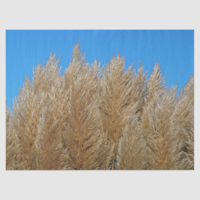 Pampas Grass Tissue Paper (Front)