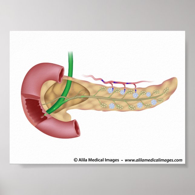 Pancreas exocrine and endocrine glands diagram. poster (Front)