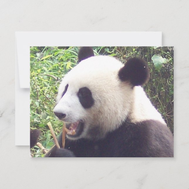 Panda (Front)