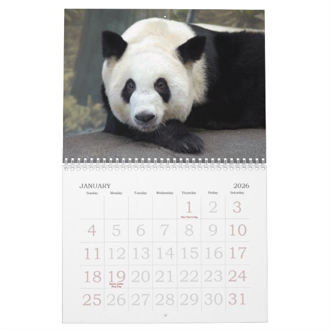 panda117, Giant Panda Bears Calendar (Jan 2026)