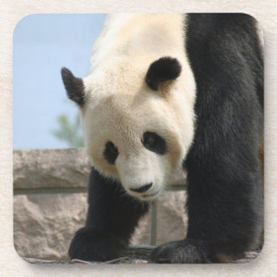 Panda20170506_by_JAMFoto Coaster