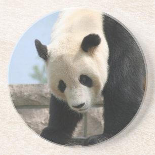 Panda20170506_by_JAMFoto Coaster