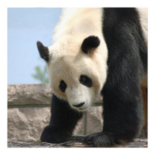 Panda20170506_by_JAMFoto Photo Print