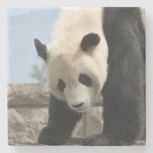 Panda20170506_by_JAMFoto Stone Coaster (Front)