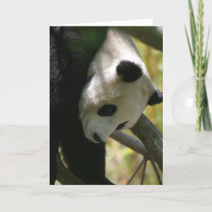 Panda #1 card
