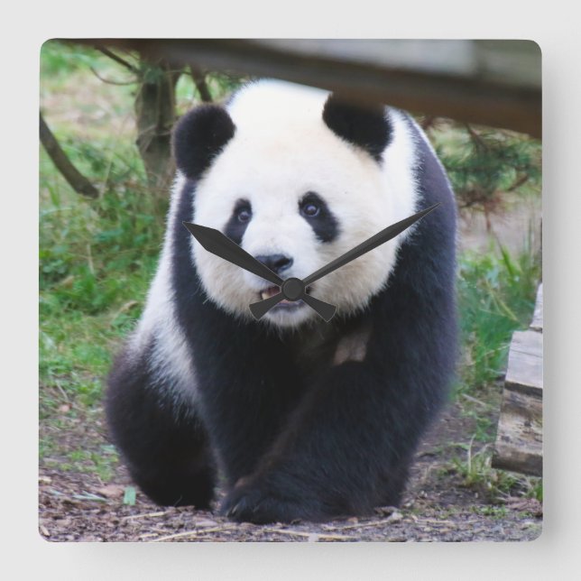 Panda_20190301_by_JAMFoto Square Wall Clock (Front)