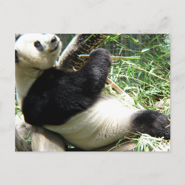 Panda and Bamboo Postcard (Front)