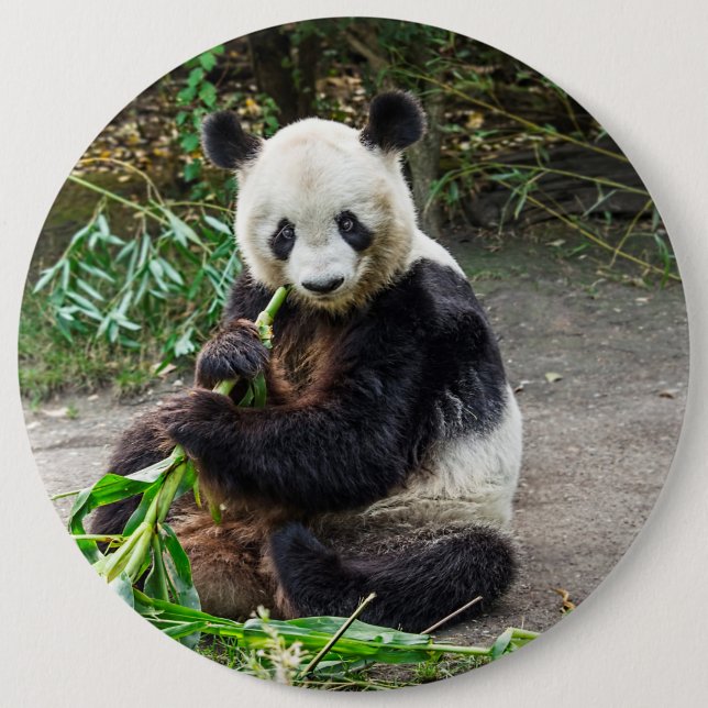 Panda Bear 1 6 Cm Round Badge (Front)