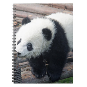 panda bear bears custom personalise Anniversaries Notebook