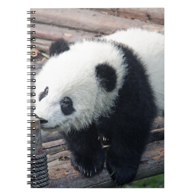 panda bear bears custom personalise Anniversaries Notebook (Front)