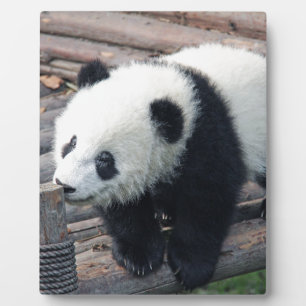 panda bear bears custom personalise Anniversaries Plaque