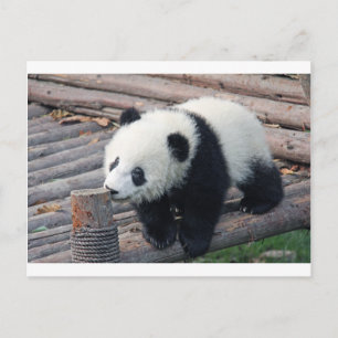 panda bear bears custom personalise Anniversaries Postcard