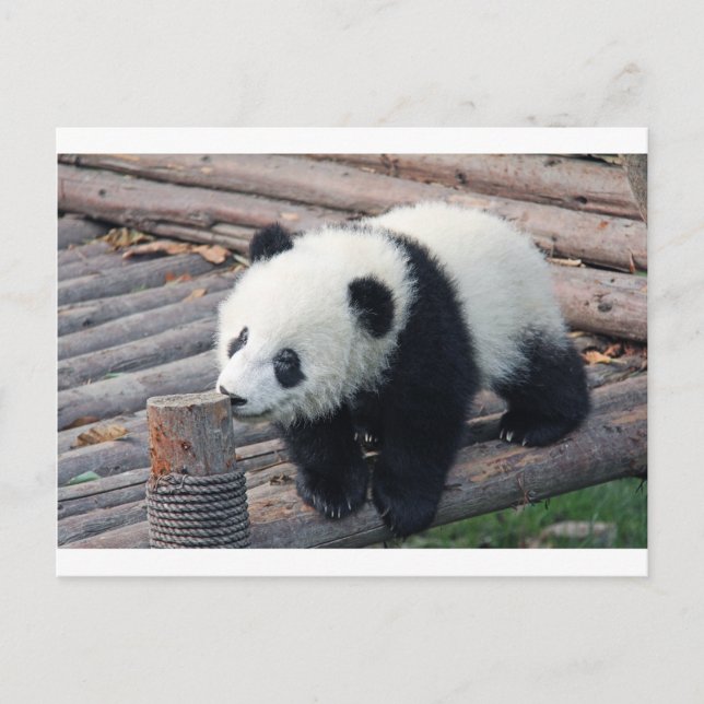 panda bear bears custom personalise Anniversaries Postcard (Front)