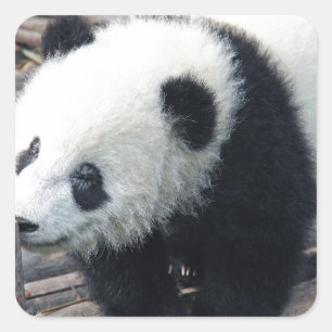 panda bear bears custom personalise Anniversaries Square Sticker
