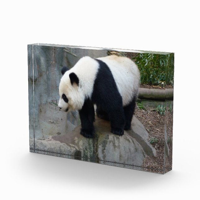 Panda Bear Block Photo (Right)