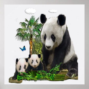 Panda bear designs poster