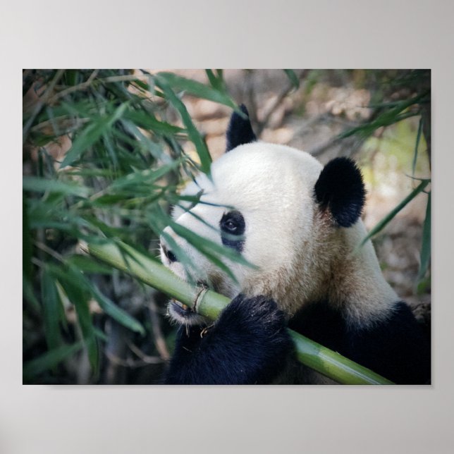 Panda bear eating bamboo poster (Front)