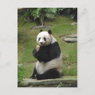 Panda Bear eating some bamboo Postcard