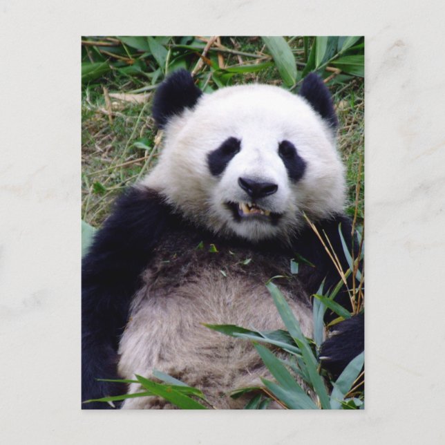 Panda Bear Grinning, Animals, China Postcard (Front)