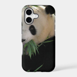 Panda Bear Hugs