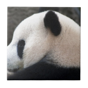 Panda Bear Hugs Ceramic Tile