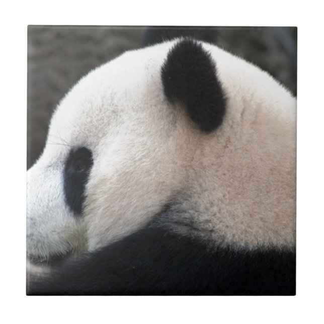 Panda Bear Hugs Ceramic Tile (Front)