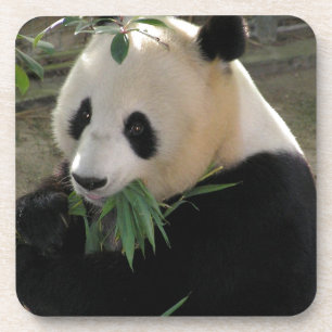 Panda Bear Hugs Coaster