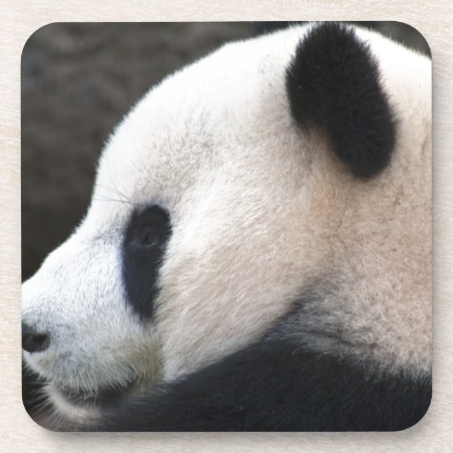 Panda Bear Hugs Coaster (Front)
