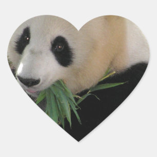 Panda Bear Hugs Heart Sticker