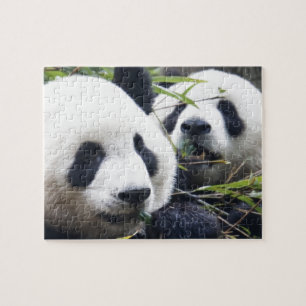 Panda Bear Hugs Jigsaw Puzzle