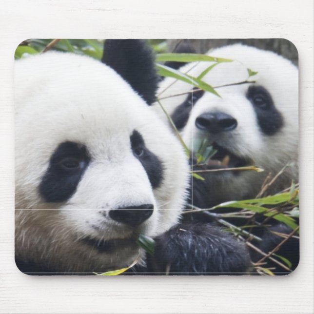 Panda Bear Hugs Mouse Pad (Front)