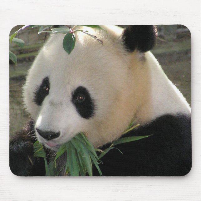 Panda Bear Hugs Mouse Pad (Front)
